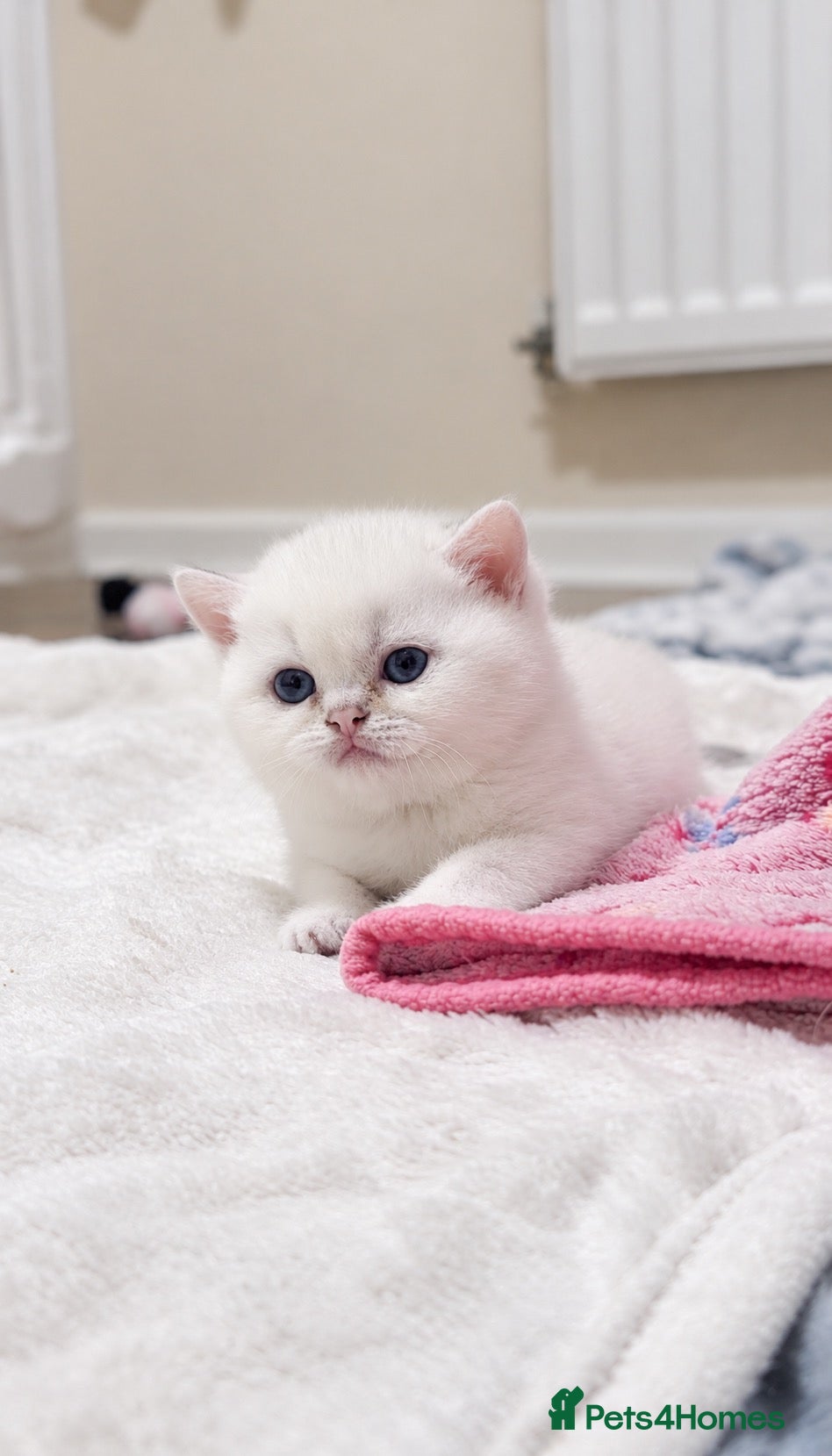 British Shorthair cats for sale: Silver British Shorthair kittens - Advert 1