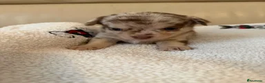 Chihuahua 4