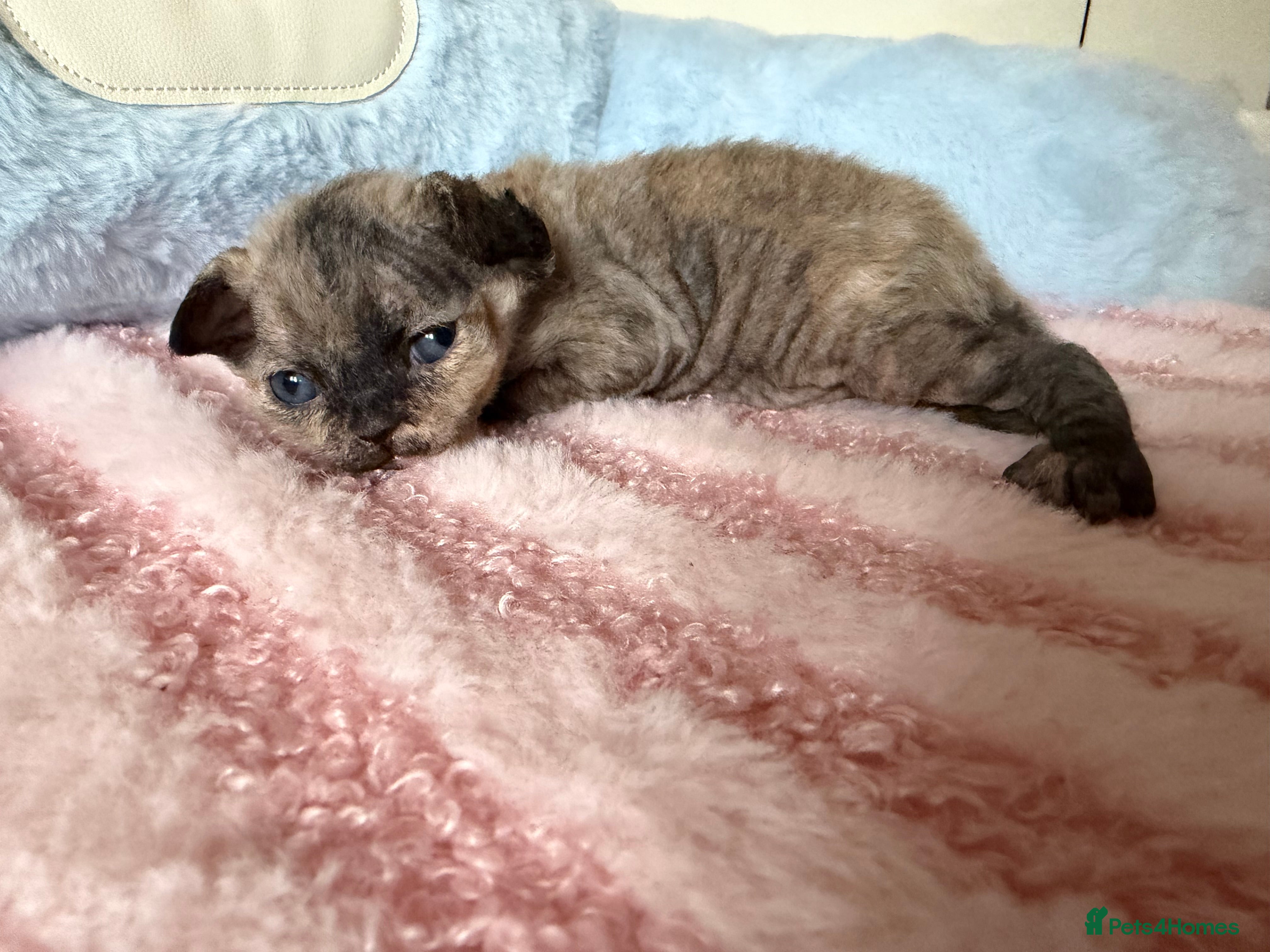 Devon Rex cats 🐾Adorable Devon Rex Kittens 🐾🌸 - Advert 3
