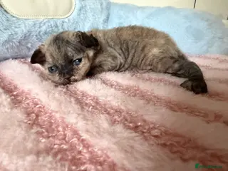 Devon Rex cats 🐾Adorable Devon Rex Kittens 🐾🌸 - Advert 3