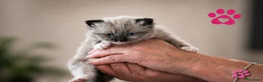 Ragdoll Kitten 7