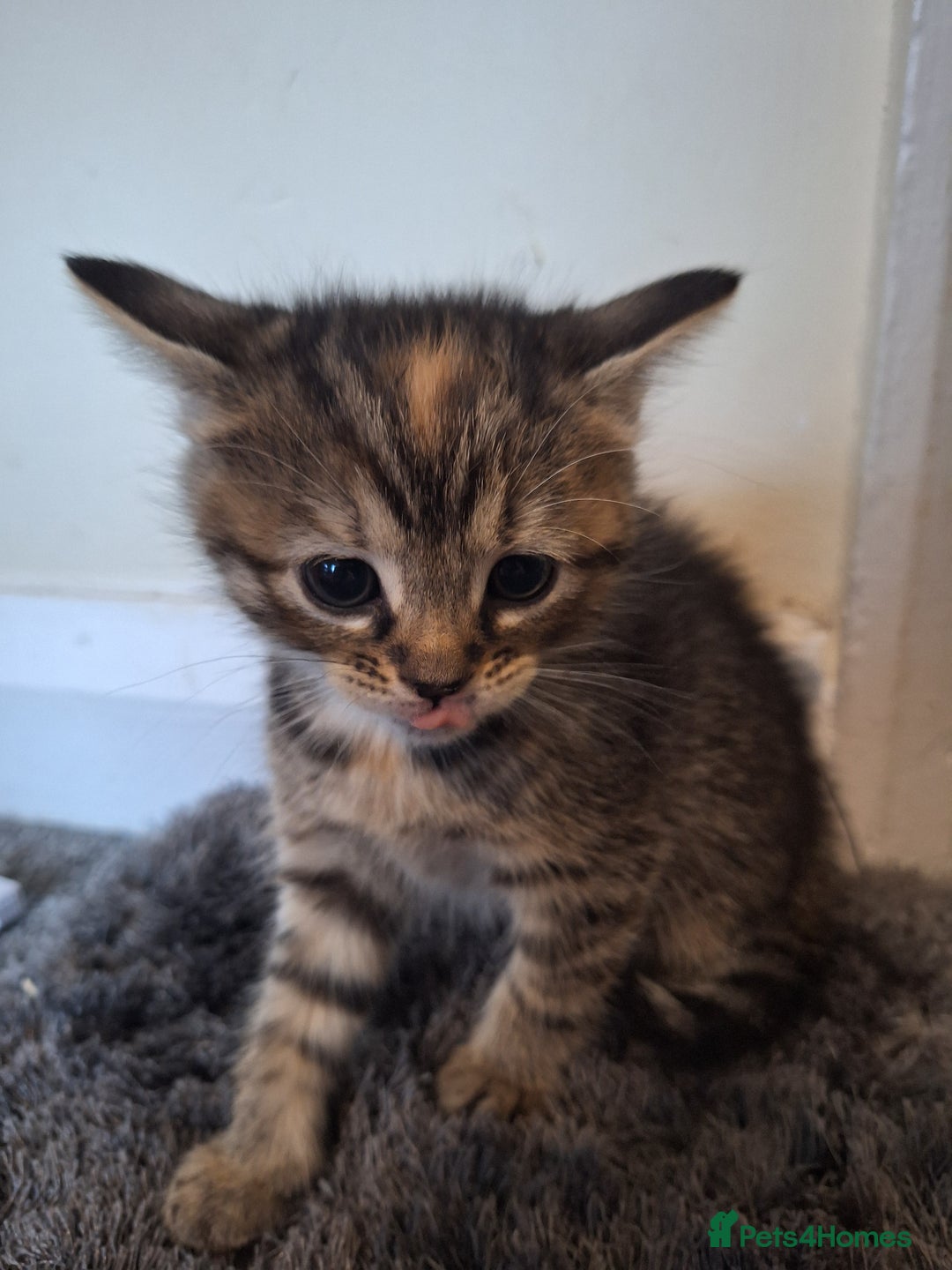 Mixed Breed cats for sale: Mix breed kittens, 1/4 ragdoll  - Advert 31