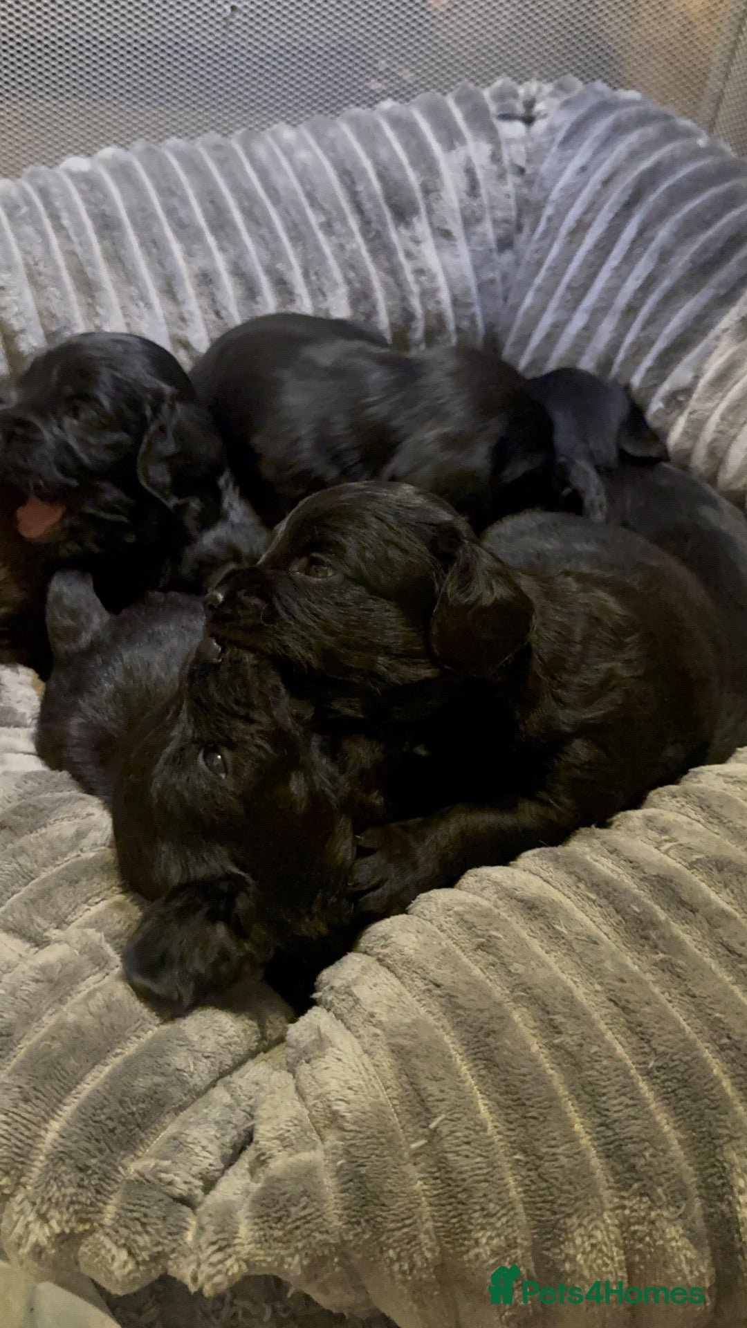 Mixed Breed dogs BEAUTIFUL COCKAPOO MIXED BREED PUPPIES - Advert 1