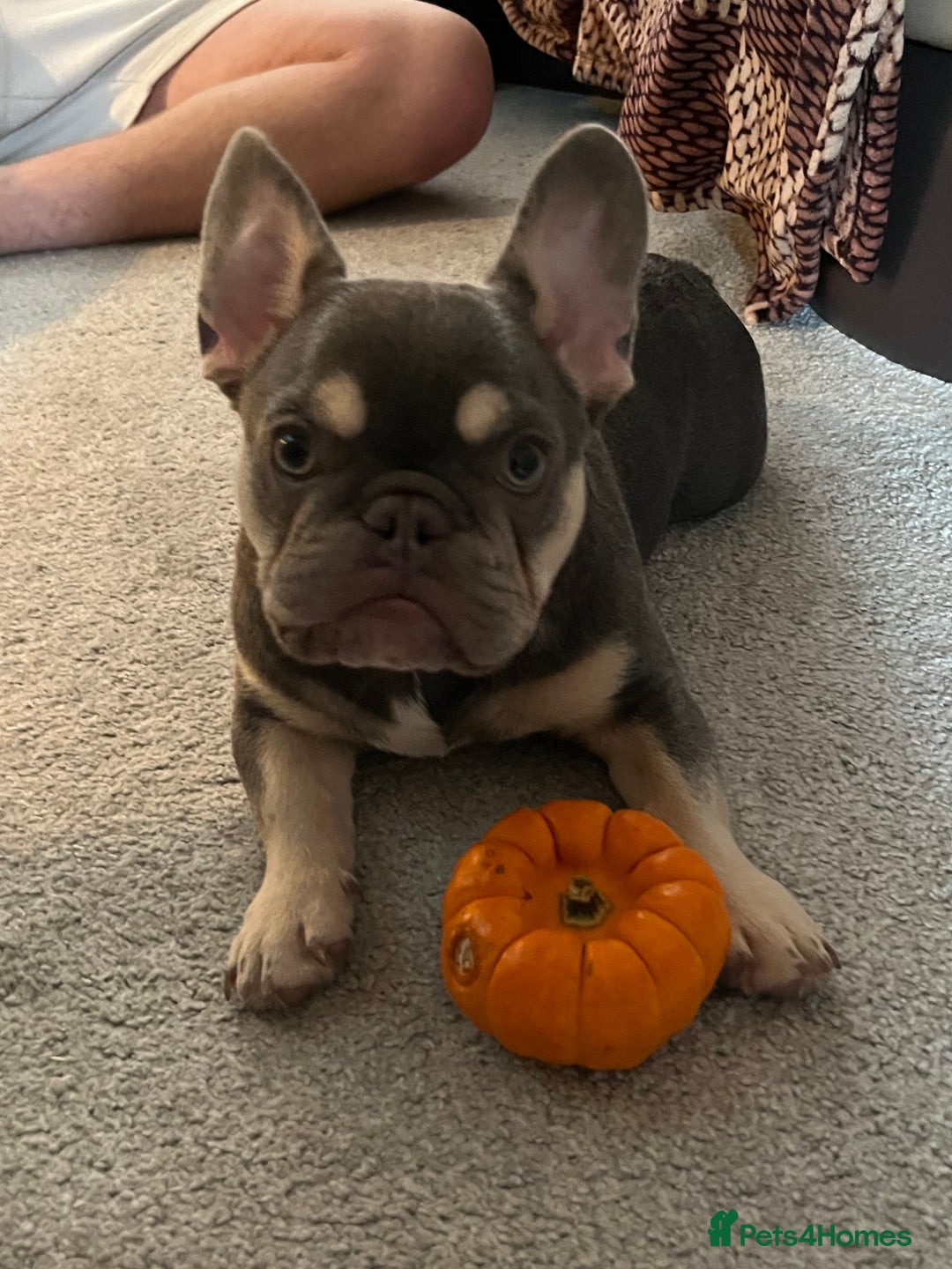 French Bulldog dogs for stud: Lilac and tan French bulldog-Hugo  - Advert 3