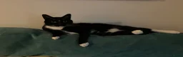 Mixed Breed cats for sale: Beautiful cats that need a new home in Dudley - Advert 4