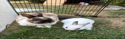 Netherland Dwarf rabbits for sale: 2 male netherland dwarfs - Advert 2