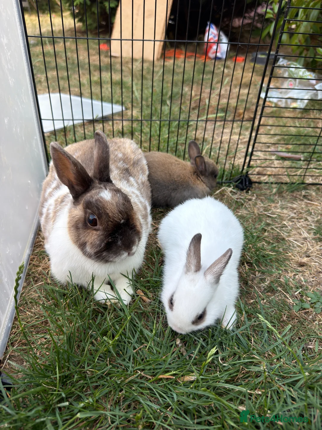 Netherland Dwarf rabbits for sale: 2 male netherland dwarfs - Advert 2