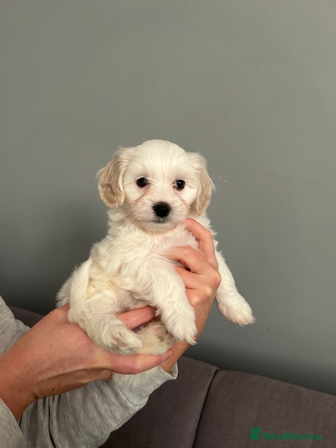 Mixed Breed dogs for sale: 4 Beautiful Maltichon Puppies. - Advert 6