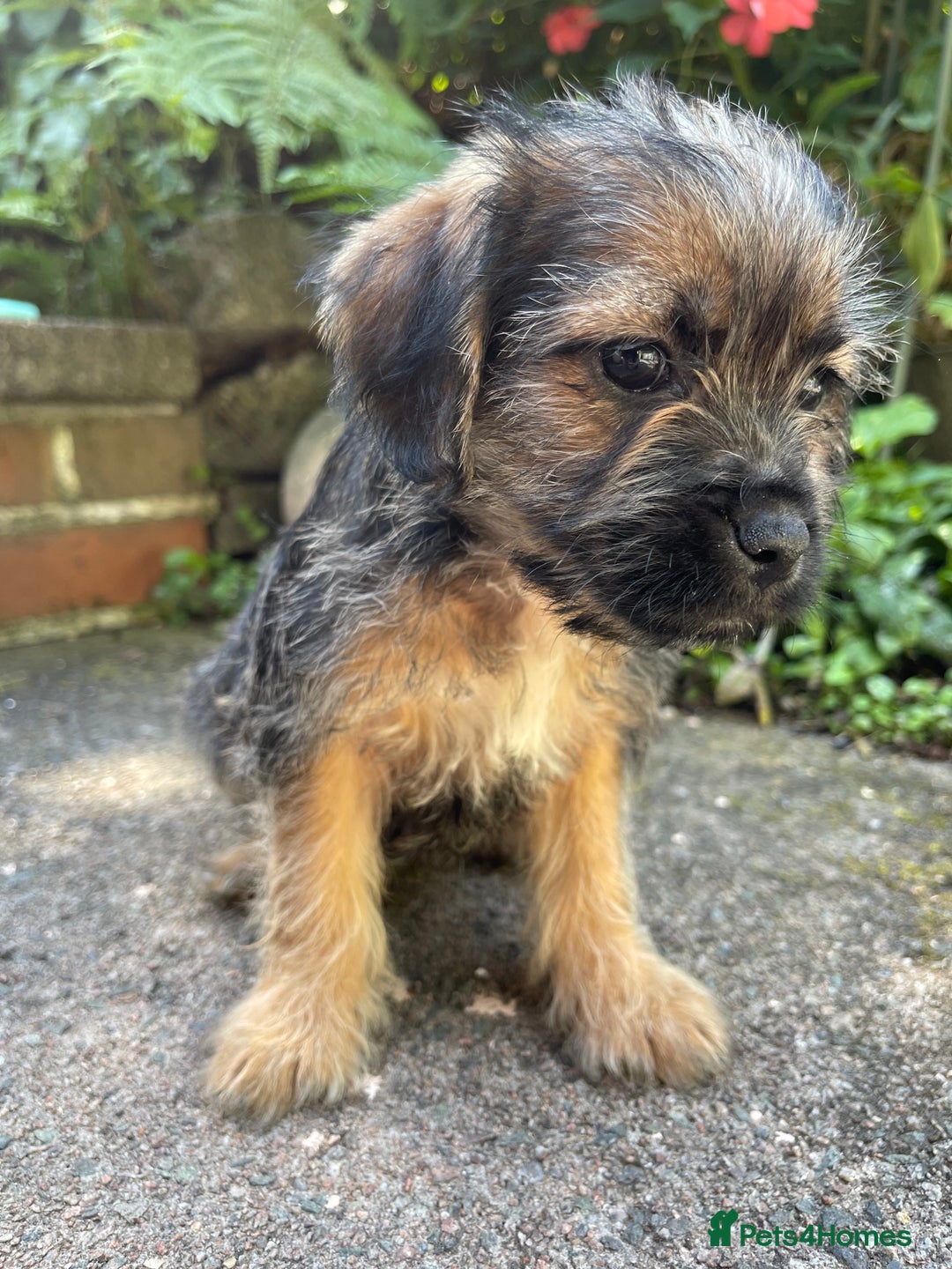 Mixed Breed dogs for sale: ❤️Beautiful Border Terrier cross puppies for sale. - Image 19
