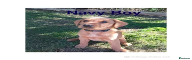 Labrador Retriever 2