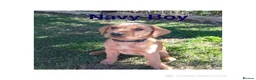 Labrador Retriever dogs for sale: Labrador Retriever puppies  - Advert 8