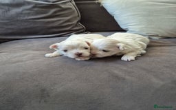 Maltese dogs for sale: ✨ Mini Korean Maltese Puppies, boy and girl ✨ - Advert 3