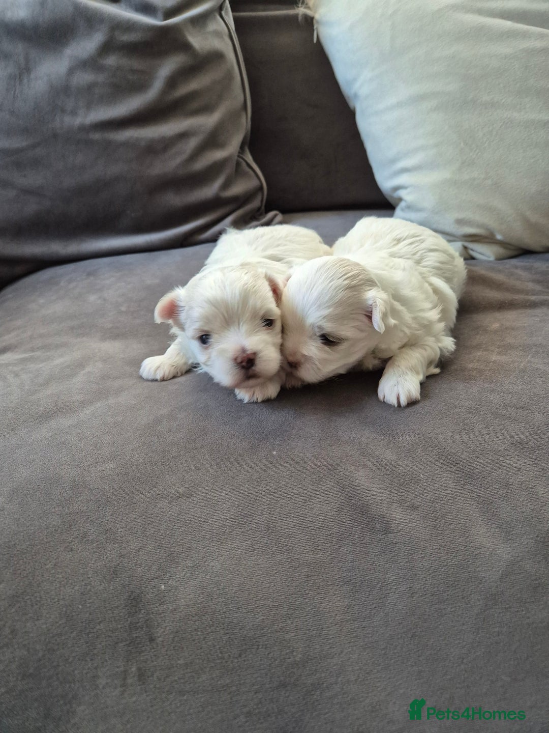 Maltese dogs for sale: ✨ Mini Korean Maltese Puppies, boy and girl ✨ - Advert 3