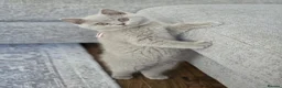 British Shorthair cats for sale: 🧸Teddy Bear Lilac/Blue British Shorthair Kittens✨ - Advert 3