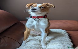 Mixed Breed dogs for sale: Roo - Lovely Small Dog - Image 5