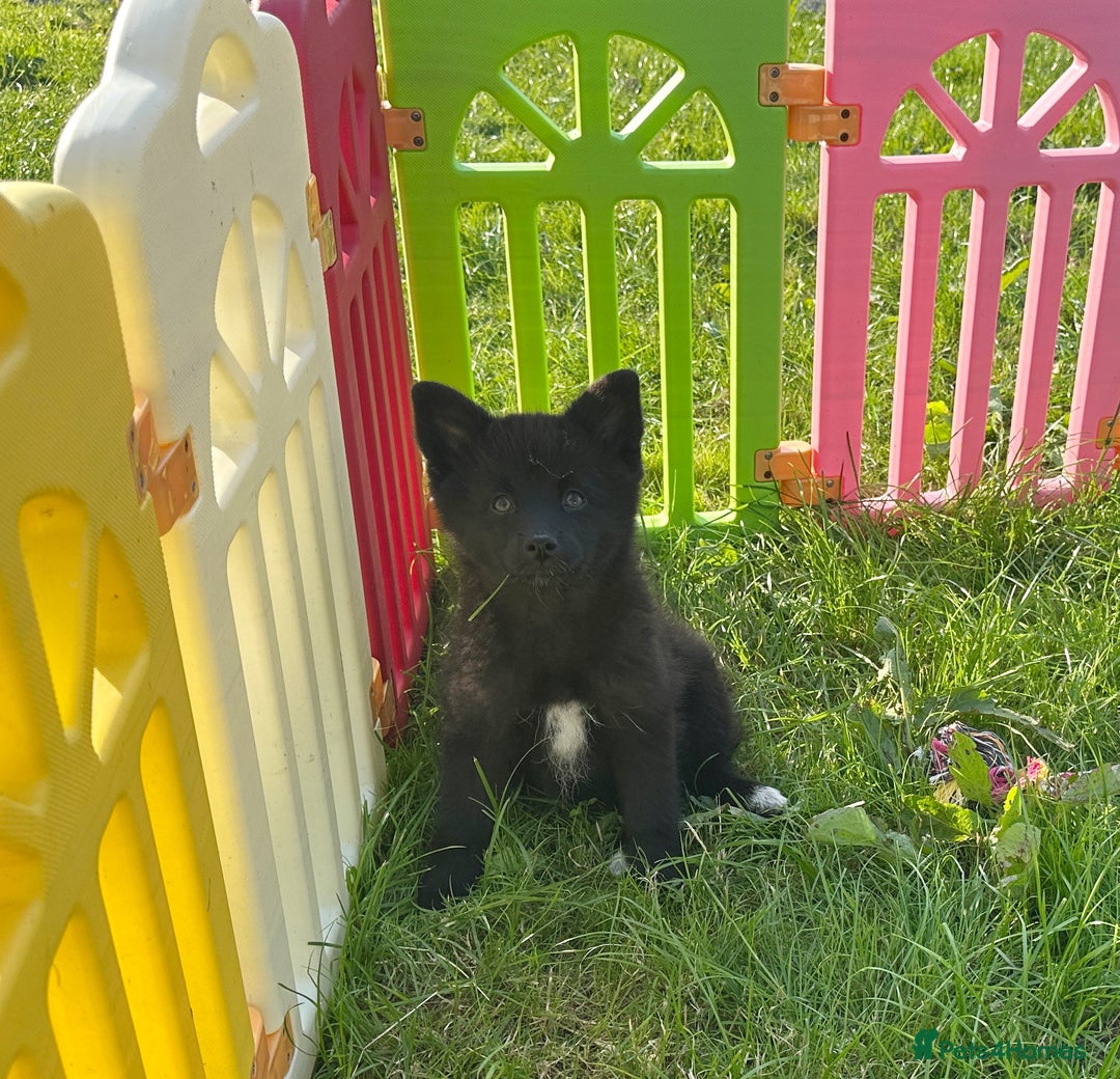 Pomsky dogs for sale: Adorable small f3 Pomsky puppies for sale  - Image 23