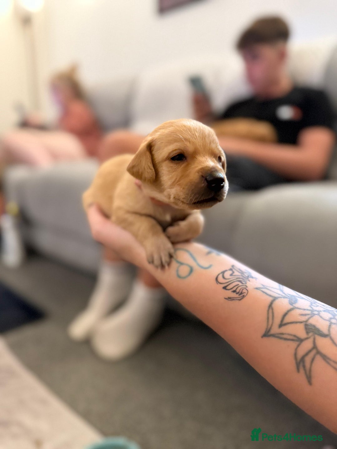 Labrador Retriever dogs for sale: Beautiful red fox KC registered labrador puppies  - Image 5
