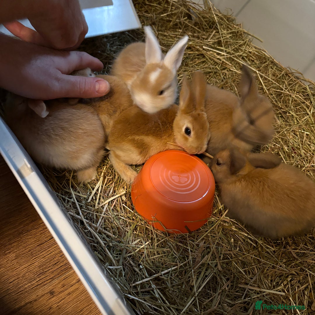 Mixed Breed rabbits for sale: Beautiful litter of mixed  rabbits ( dad a Rex)  - Image 7