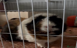 Guinea Pig rodents for sale: 3 sweet guinea pigs & cage & accessories - Image 2