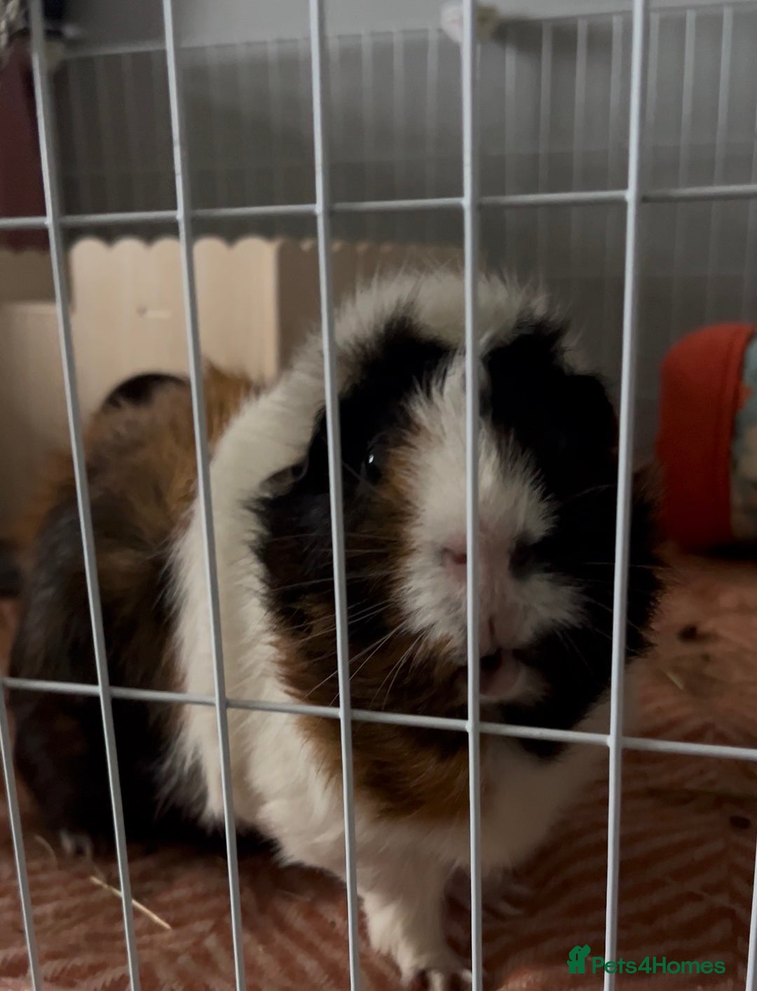 Guinea Pig rodents for sale: 3 sweet guinea pigs & cage & accessories - Image 2