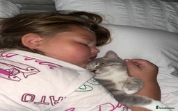 Scottish Fold cats for sale: My beautiful Scottish fold - Image 2