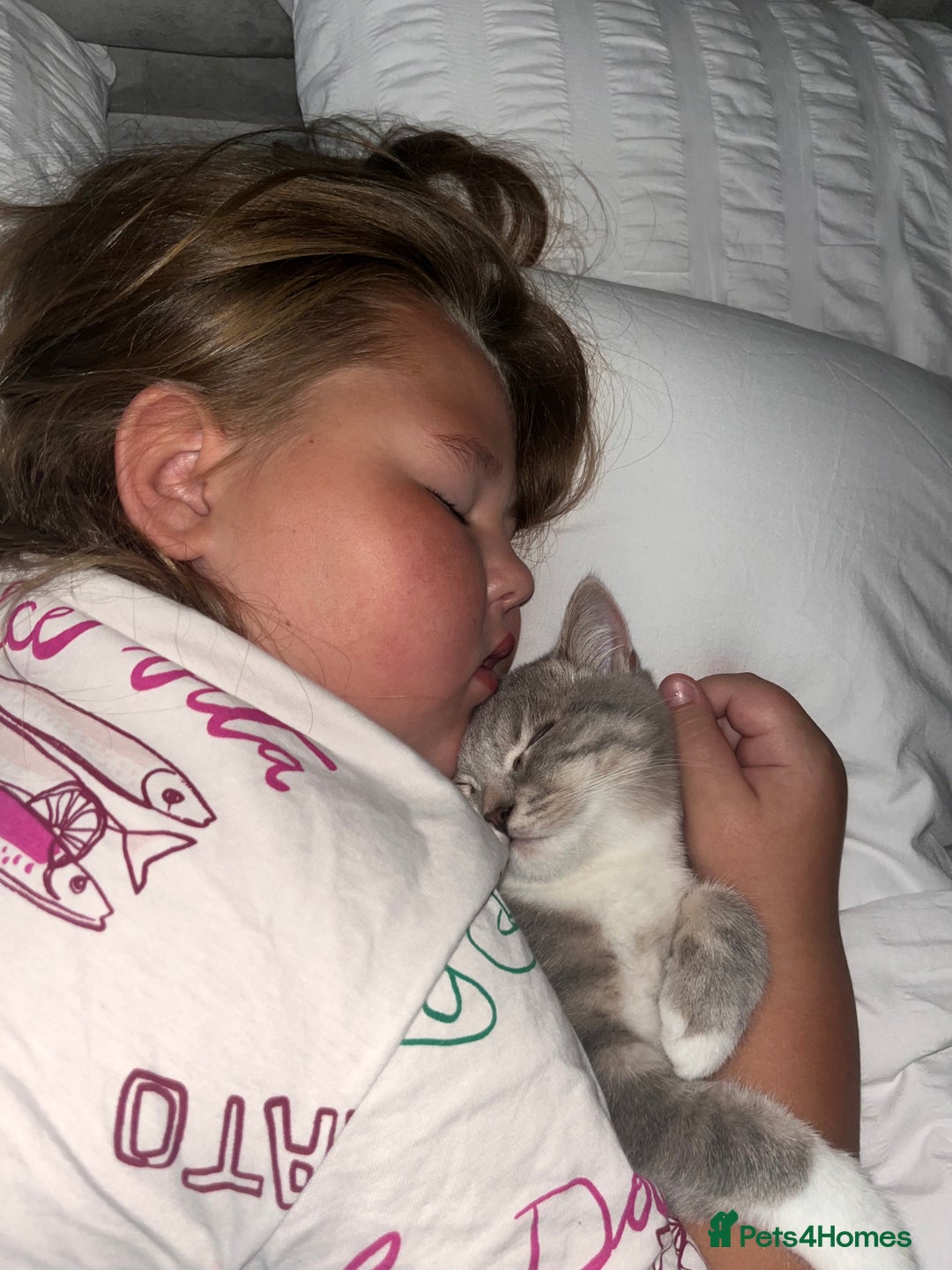 Scottish Fold cats for sale: My beautiful Scottish fold - Image 2
