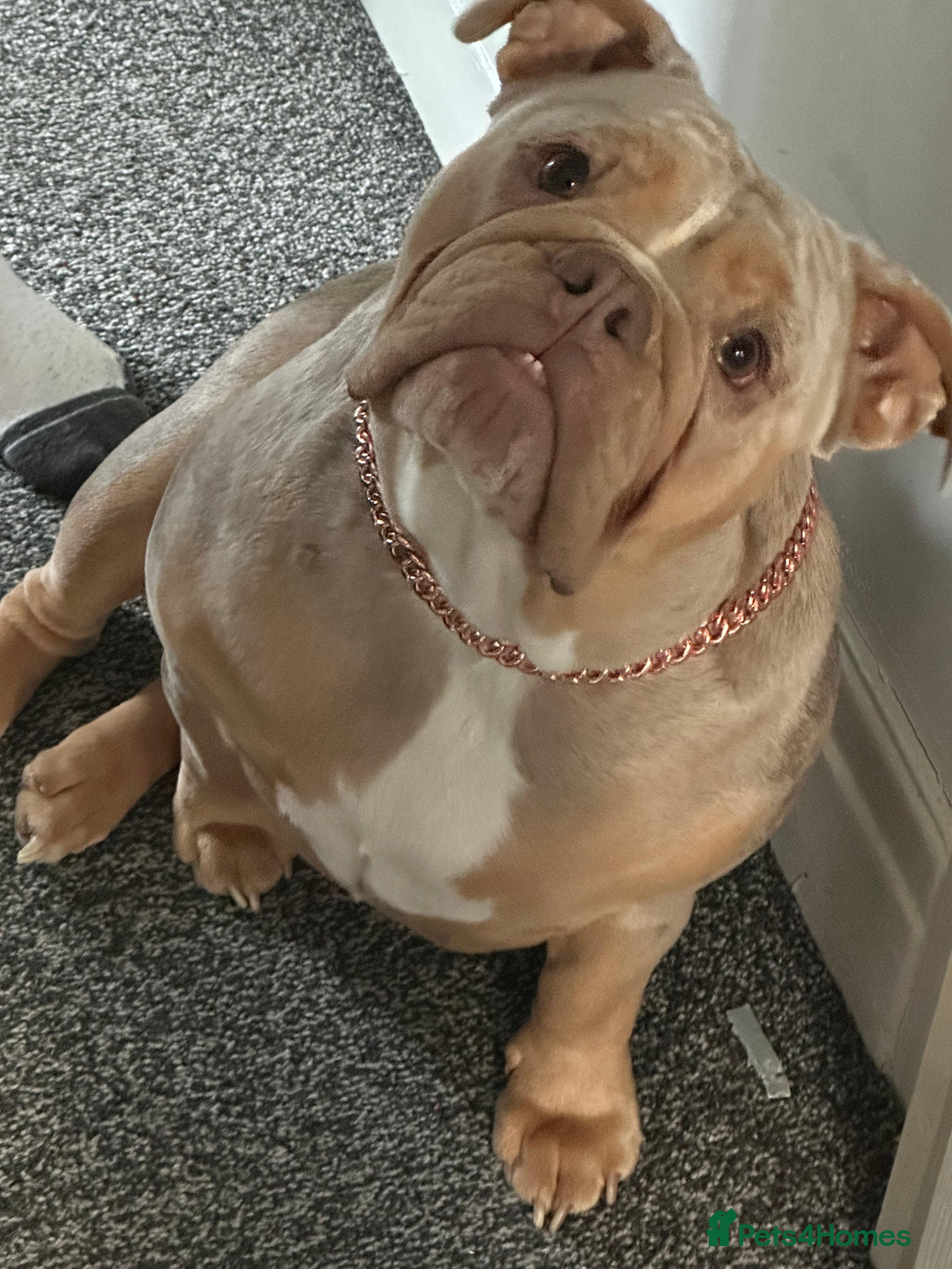Daisy