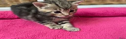 Mixed Breed cats for sale: Kittens : Ready to view  - Advert 5