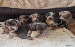 Miniature Dachshund dogs for sale: Stunning KC Registered Miniature Dashound  - Image 1