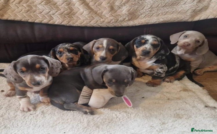 Miniature Dachshund dogs - Advert 15