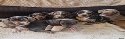 Miniature Dachshund dogs for sale: Stunning KC Registered Miniature Dashound  - Advert 6
