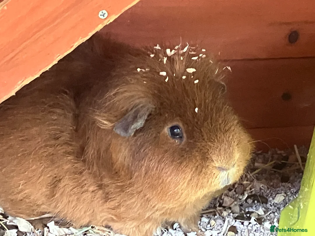 Guinea Pig rodents for sale: 2x lovely bonded male guinea pigs in York - Advert 2