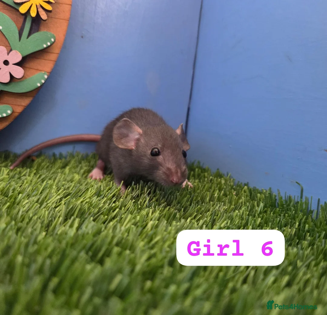 Rat rodents for sale: Dwarf Baby Rats Male Female Girls Boys  - Advert 15