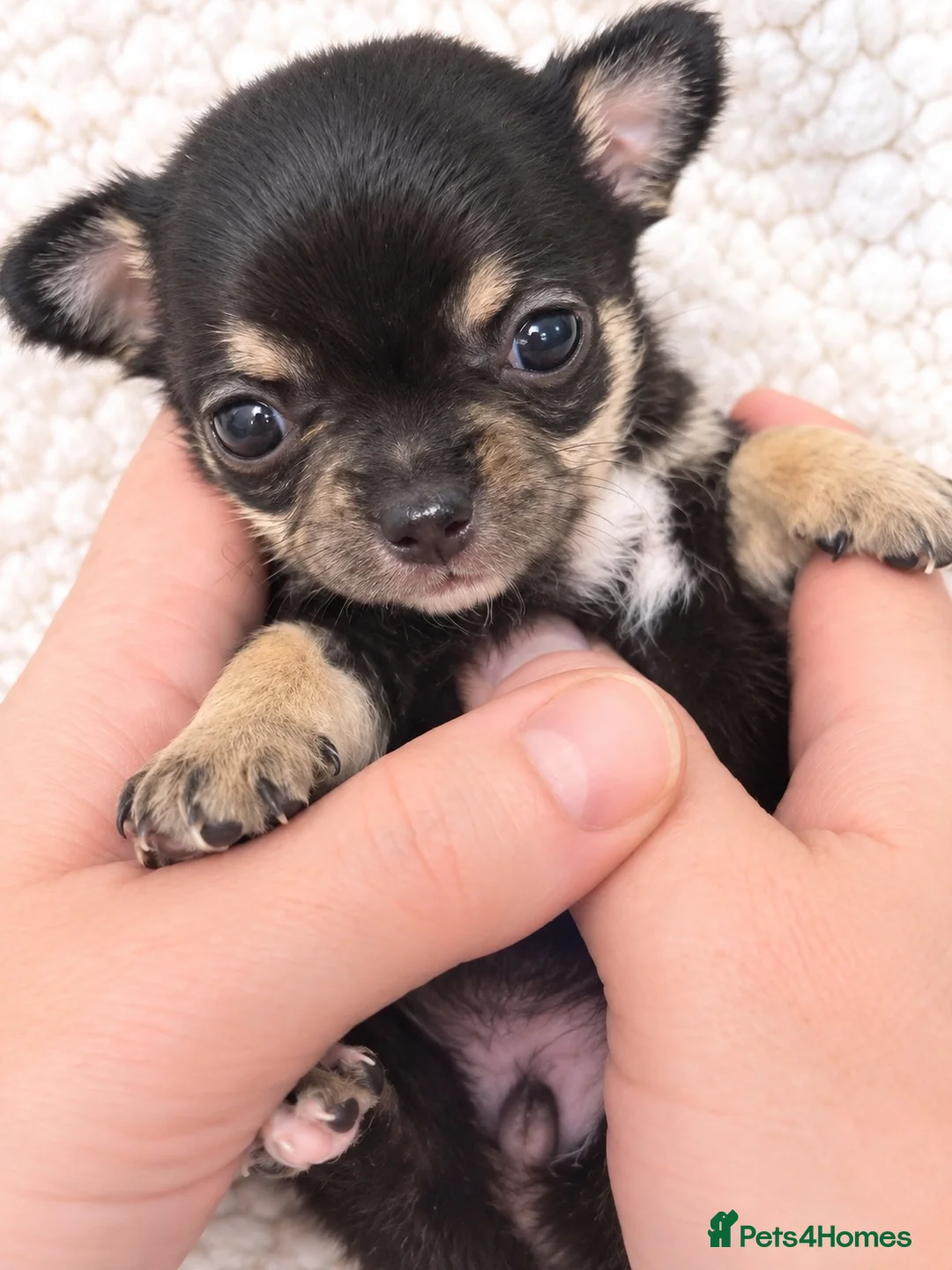 Chihuahua dogs for sale: Chihuahua puppies  - Advert 2