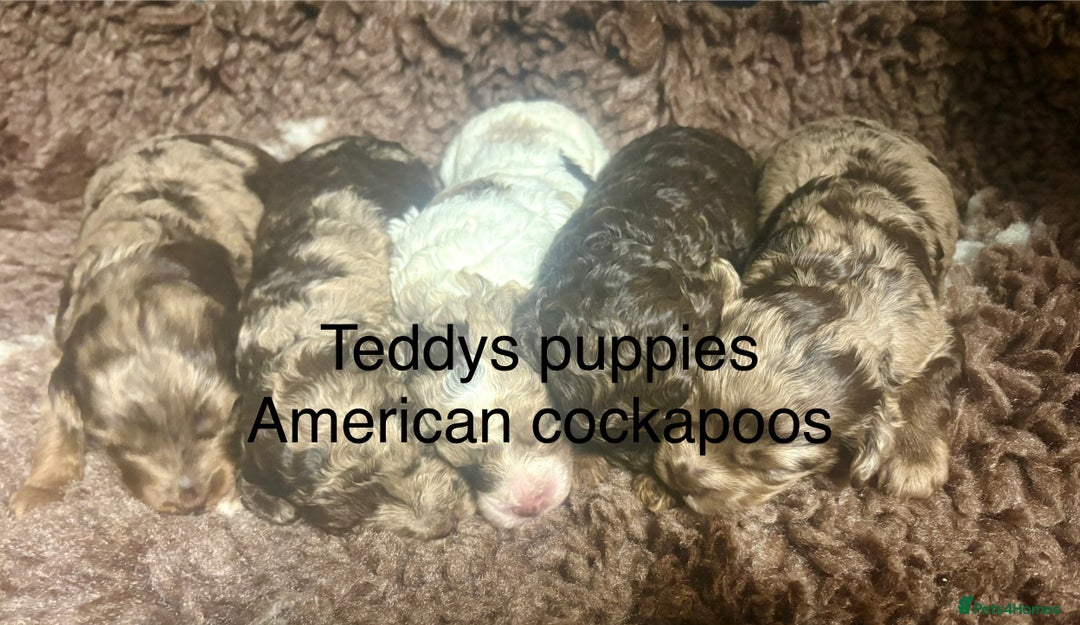 Miniature Poodle dogs for stud: Proven chocolate phantom merle mini poodle stud - Advert 9