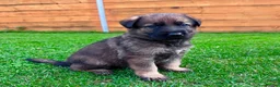 German Shepherd dogs for sale: KC Registered German Shepard Puppies 🐾🐾🐾 - Advert 1