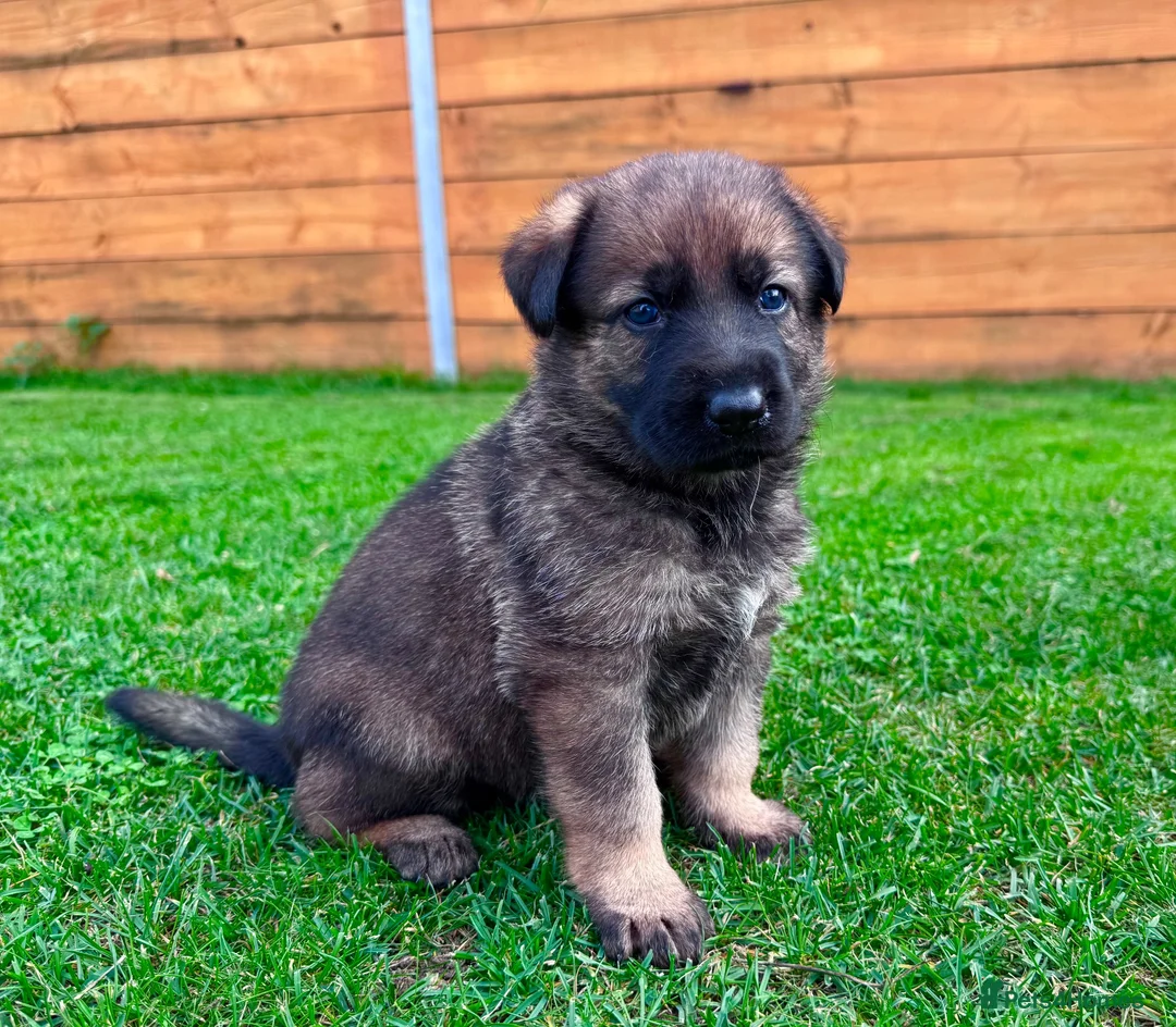 German Shepherd dogs for sale: KC Registered German Shepard Puppies 🐾🐾🐾 - Advert 1