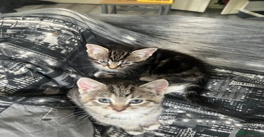 Mixed Breed cats - Advert 16