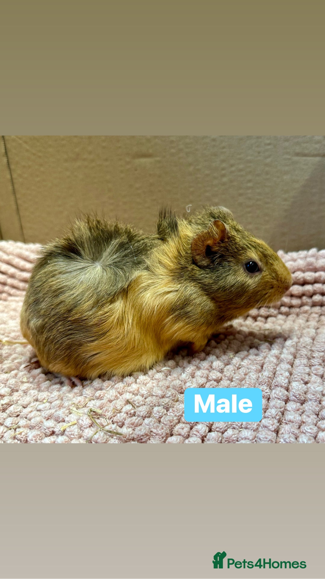 Guinea Pig rodents for sale: Young Guinea pigs  - Advert 23