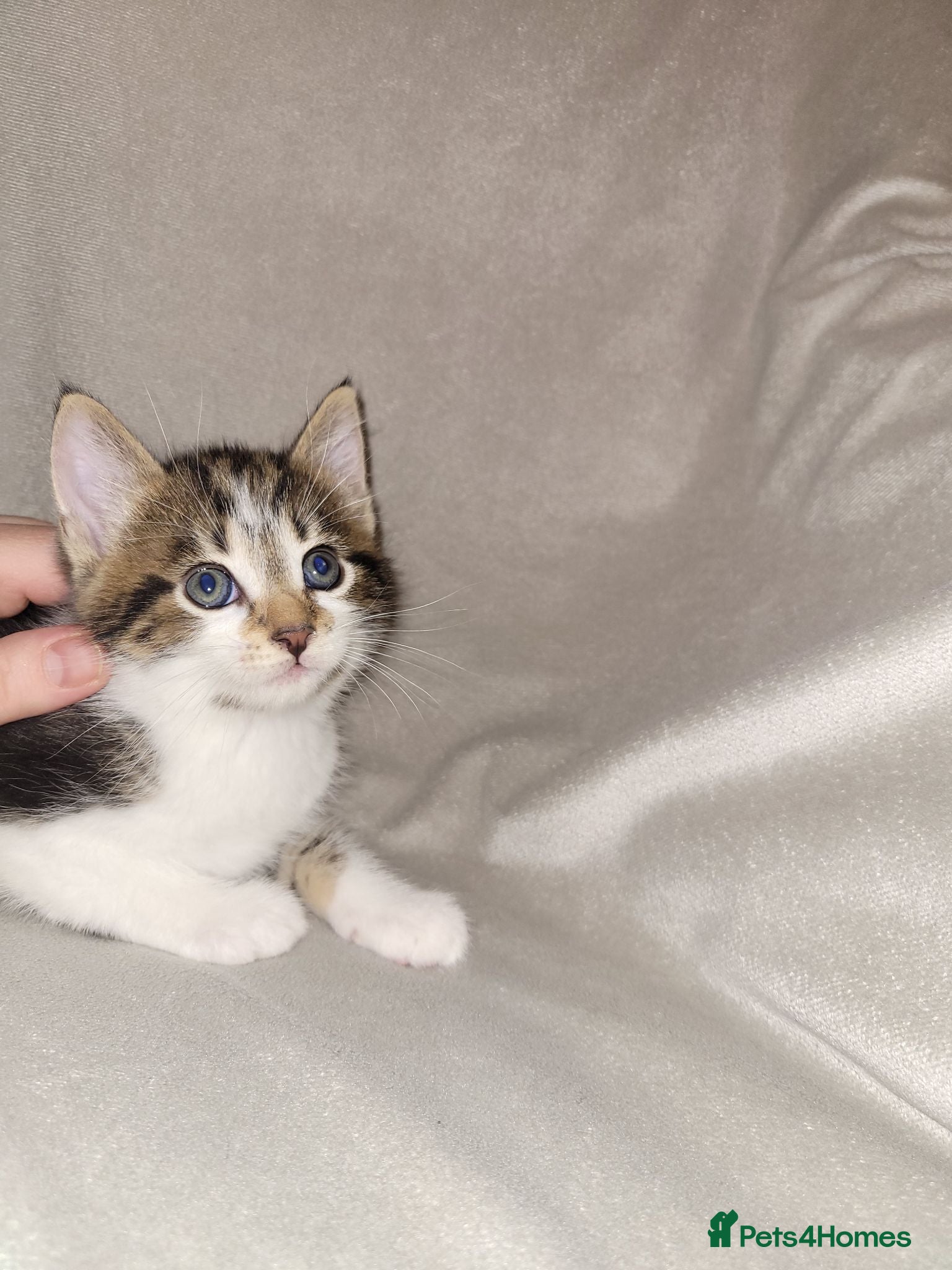 Russian Blue cats Kittens for sale - Advert 7