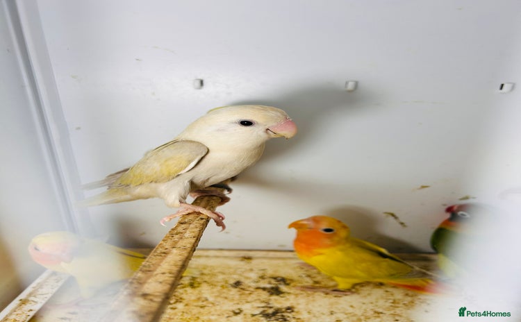 Lovebirds birds - Advert 7