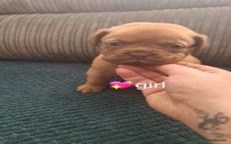 Dogue De Bordeaux dogs for sale: Dogue de bordeaux puppies - Image 17