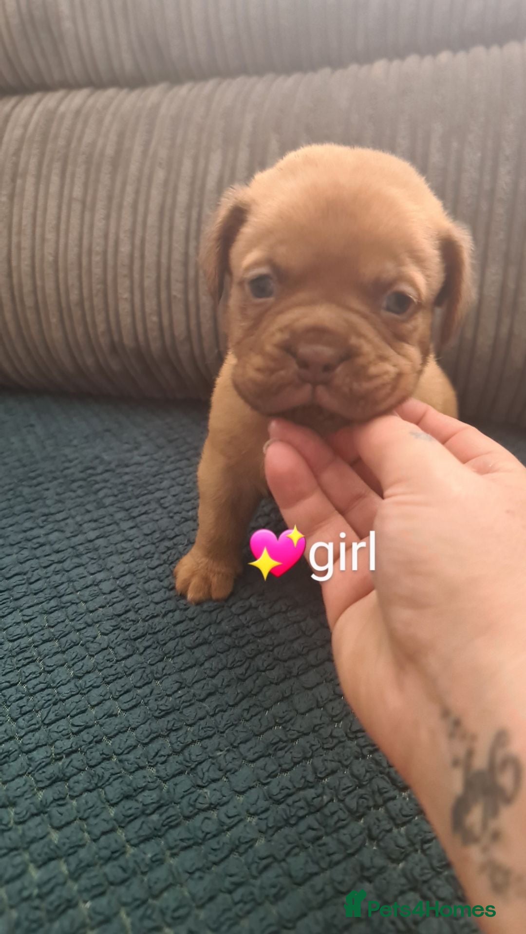 Dogue De Bordeaux dogs for sale: Dogue de bordeaux puppies - Image 17