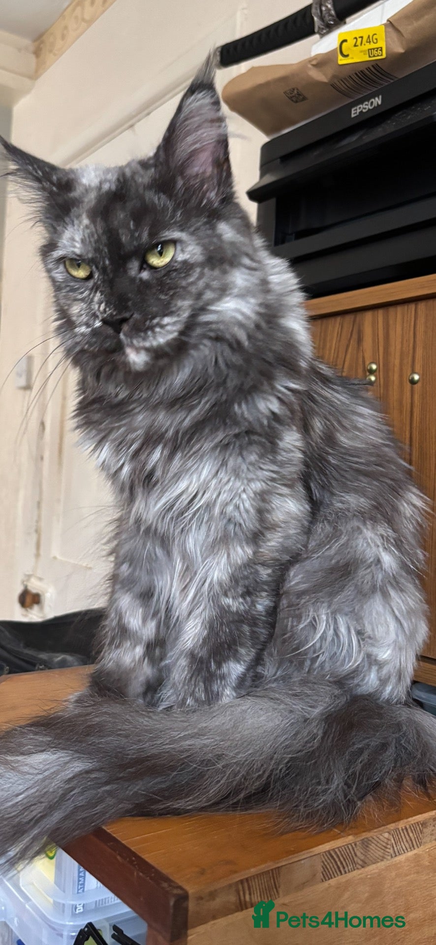 Maine Coon cats for sale: Maine coon for sale  - Advert 4