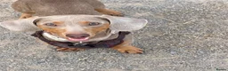 Miniature Dachshund dogs for stud: Enzo Miniature dachshund  - Advert 1