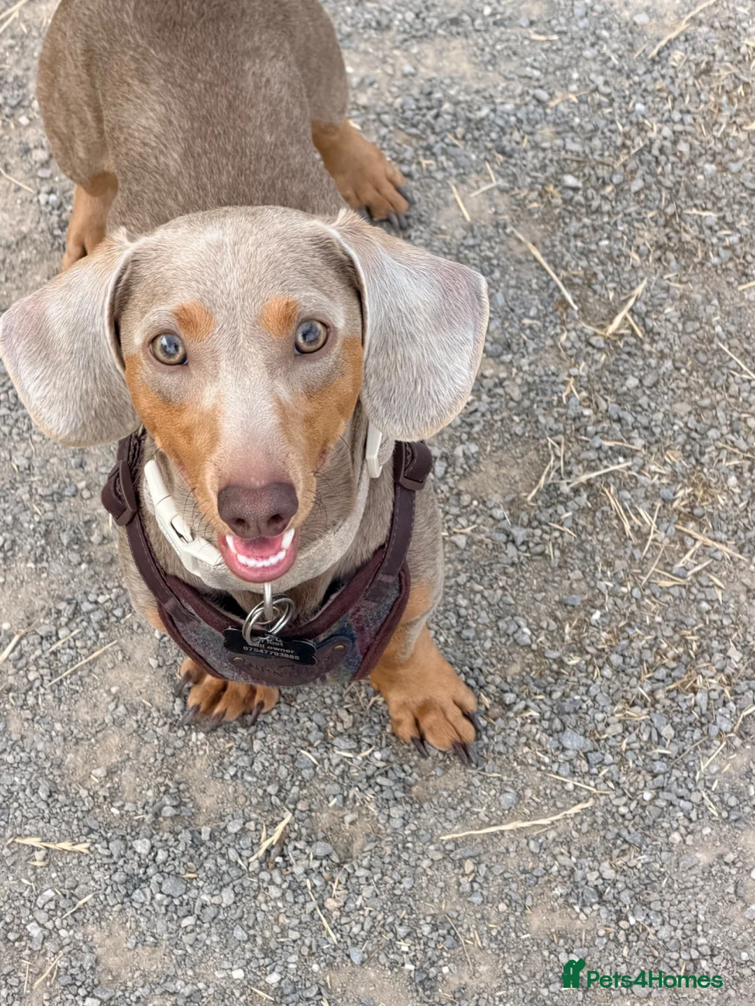 Miniature Dachshund dogs for stud: Enzo Miniature dachshund  - Advert 1