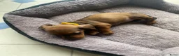 Miniature Dachshund dogs for sale: Miniature dachshund 3 boys 5 girls - Advert 11