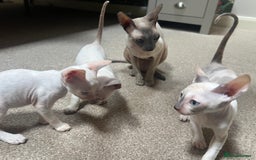 Cornish Rex cats for sale: Stunning ready to leave now Cornish Rex Female  - Image 15