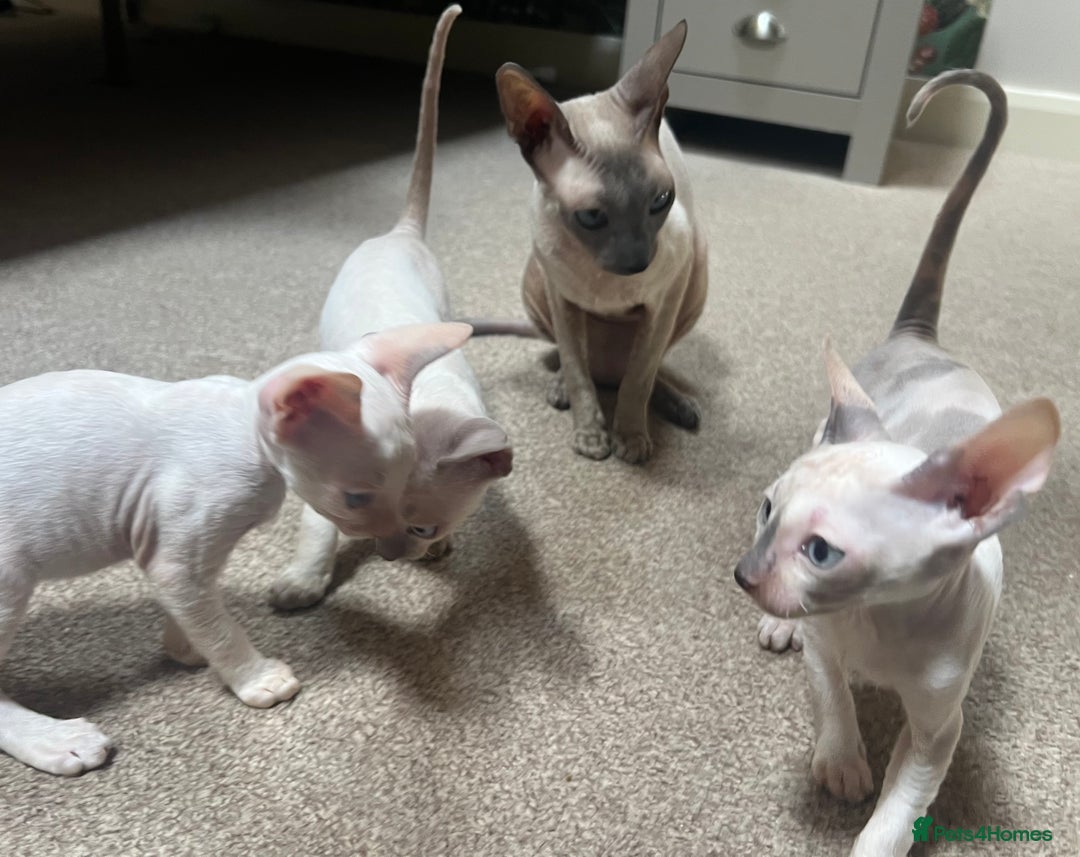 Cornish Rex cats for sale: Stunning ready to leave now Cornish Rex Female  - Image 15
