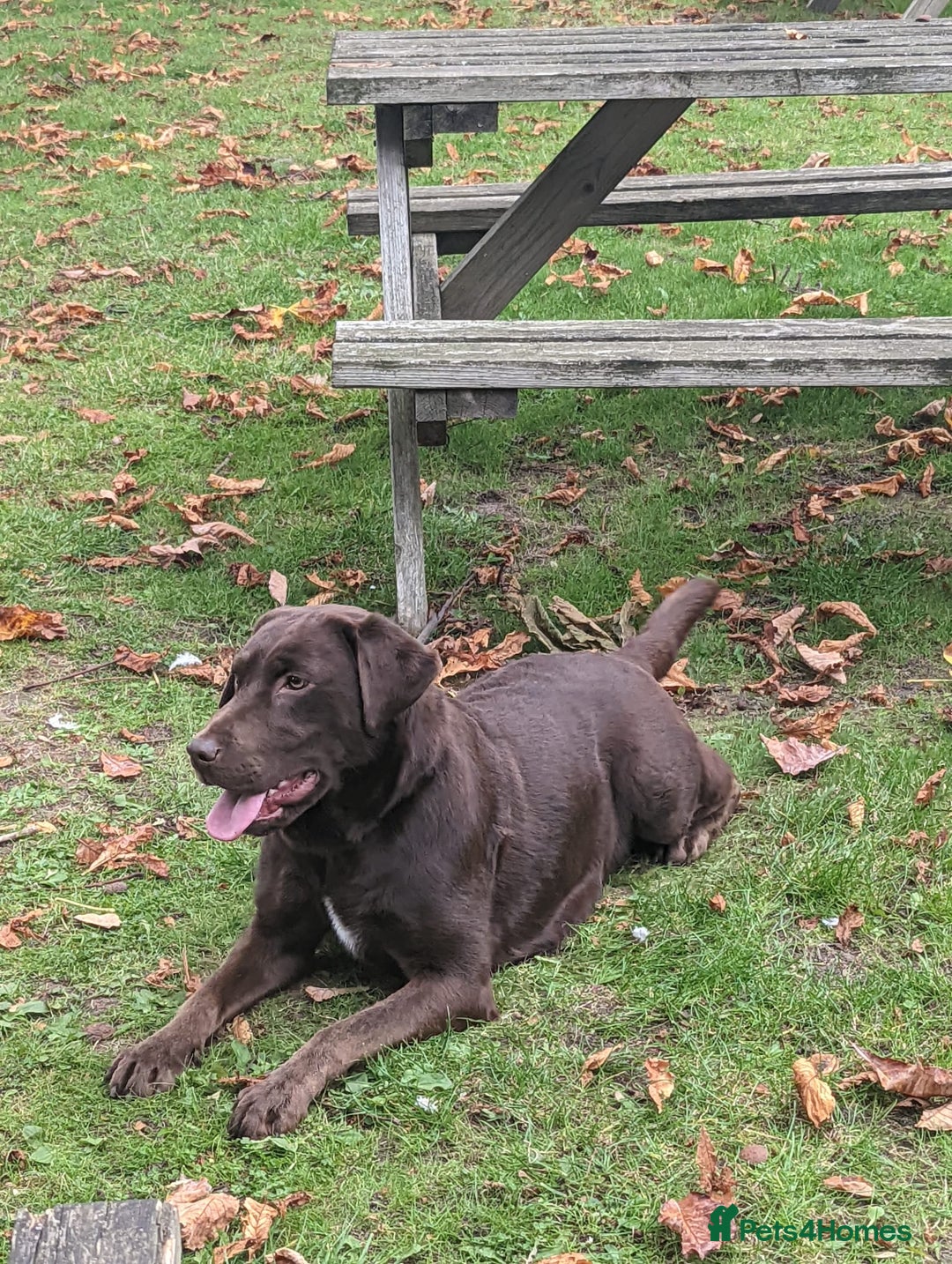 Labrador Retriever dogs for sale: Labrador puppies  - Advert 7